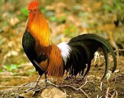 Galos